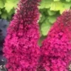 Vlinderstruik 'Prince Charming®' -Boom Tuin Verkoop 9021393567774