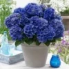 Tuinhortensia 'Blue Boogie Woogie®'