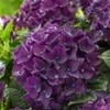 Tuinhortensia 'Deep Purple Dance®' -Boom Tuin Verkoop 9023801425950