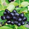 Zwarte Bosbes 'Black Pearl®' -Boom Tuin Verkoop 9023821152286