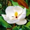 Magnolia 'Grandiflora' -Boom Tuin Verkoop 9023822331934