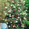 Winterharde Camelia 'Tricolor' -Boom Tuin Verkoop 9023870009374