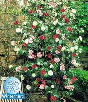 Winterharde Camelia 'Tricolor'