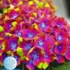 Tuinhortensia 'SAXON®' Schloss Wackerbarth 12 Cm-pot 1 Tuinhortensia 'SAXON®' Schloss Wackerbarth 12 Cm-pot -Boom Tuin Verkoop 9023870730270