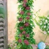 Winterharde Passiebloem 'Ladybirds Dream' 2 Winterharde Passiebloem 'Ladybirds Dream' -Boom Tuin Verkoop 9023870992414