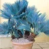 Blauwe Dwergpalm -Boom Tuin Verkoop 9023872139294