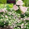 Rododendron 'Nugget By Bloombux®' -Boom Tuin Verkoop 9023907790878