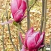 Magnolia 'March Till Frost' -Boom Tuin Verkoop 9023944491038