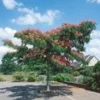 Albizia 'Ombrella'