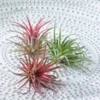 Tillandsia Collectie -Boom Tuin Verkoop 9023965265950