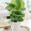 Calathea Orbifolia -Boom Tuin Verkoop 9024627638302