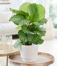 Calathea Orbifolia