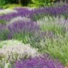 Lavendel Mix 'Wit & Blauw' 2 Lavendel Mix 'Wit & Blauw' -Boom Tuin Verkoop 9025502314526