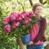 Rododendron XXL® -Boom Tuin Verkoop 9027297968158
