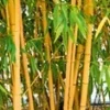 Gouden Peking Bamboe -Boom Tuin Verkoop 9028142366750