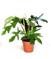 Philodendron 'Florida Green' 4 Philodendron 'Florida Green' - Afbeelding 2