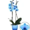 Koningsblauwe Phalaenopsis, 2 Takken -Boom Tuin Verkoop 9030589153310
