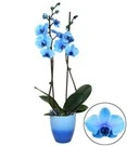 Koningsblauwe Phalaenopsis, 2 Takken