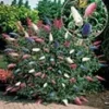 Vlinderstruik 'Papillion-Tricolor' Im 2-liter XXL-pot -Boom Tuin Verkoop 9031394426910