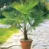 Winterharde Palm In Een Pot Van 19 Cm -Boom Tuin Verkoop 9037512441886