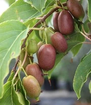 Boom Tuin Verkoop -Boom Tuin Verkoop 9037819805726