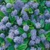 Ceanothus 'Blue Mound' -Boom Tuin Verkoop 9038043414558