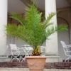 Canarische Dadelpalm -Boom Tuin Verkoop 9038200700958