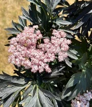 Nieuwkomers -Boom Tuin Verkoop 9038270922782