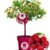 Frambozenboom Raspbeary® Framboos Met Stam En Kroon -Boom Tuin Verkoop 9038272856094