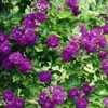 Ramblerroos 'Bleu Magenta®' -Boom Tuin Verkoop 9038280687646