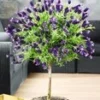 Lavendel Op Stam 2 Lavendel Op Stam -Boom Tuin Verkoop 9038296481822