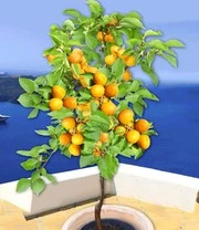 Abrikoos 'Compacta Super Compact®' 5 Abrikoos 'Compacta Super Compact®' - Afbeelding 3