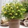 Clematis 'Little Lemons®' In Een 3-liter XXL-pot -Boom Tuin Verkoop 9039086452766