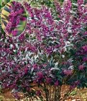 Nieuwkomers -Boom Tuin Verkoop 9039191441438