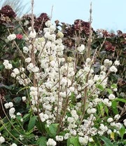 Schoonvrucht 'Magical Snowstar' 5 Schoonvrucht 'Magical Snowstar' - Afbeelding 3