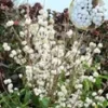 Schoonvrucht 'Magical Snowstar' -Boom Tuin Verkoop 9039269462046