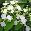 Klimhortensia 'Semiola®' 1 Klimhortensia 'Semiola®' -Boom Tuin Verkoop 9039670738974