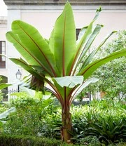 Winterharde Bananen Collectie 4 Winterharde Bananen Collectie - Afbeelding 3