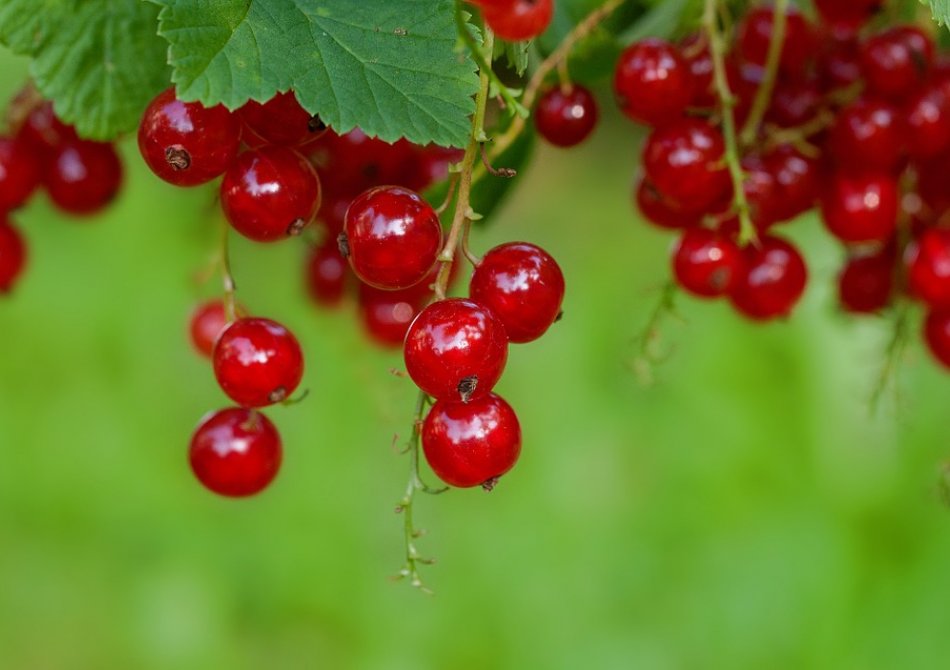 Boom Tuin Verkoop -Boom Tuin Verkoop 611 cc pd full