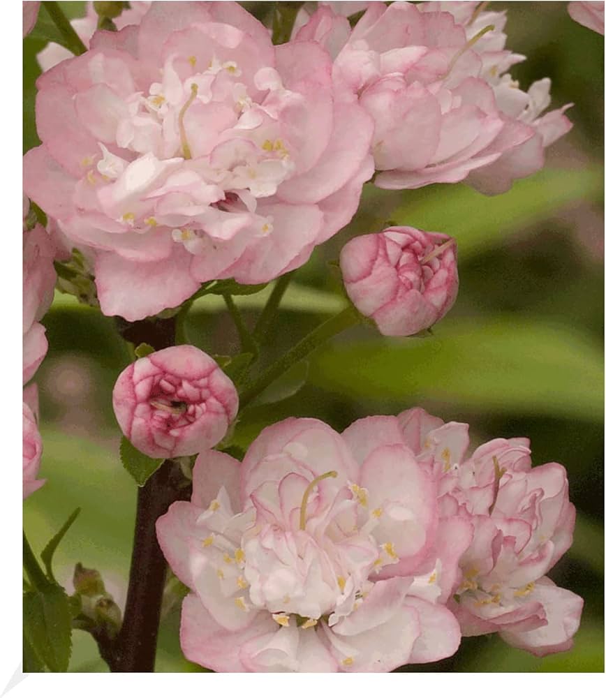 Boom Tuin Verkoop -Boom Tuin Verkoop 61l1oCsrcaL. AC UF10001000 QL80